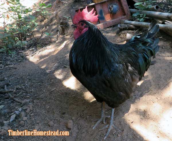 black-australorp-rooster
