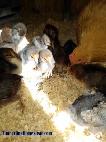 3-week-old-chicks