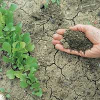 Clay Garden Soil