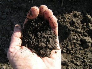 Loamy Garden Soil