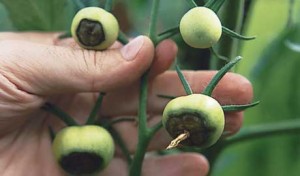 Tomato Blossom End Rot