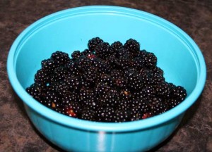 blackberry_picking