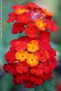 lantana_flower_picture