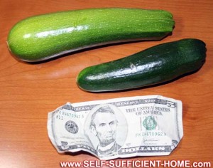 zucchini-pictures