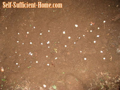 alliumbulbs