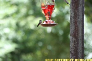 hummingbird-sitting