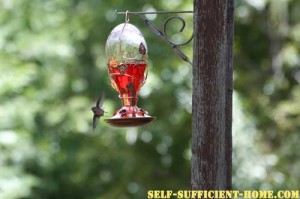 hummingbirdflight