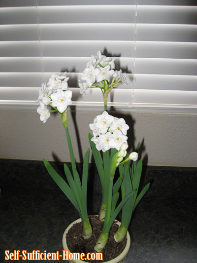 blooming-paperwhite-bulbs