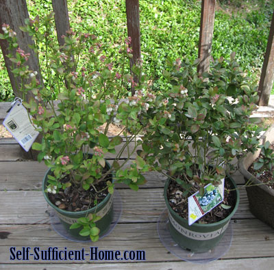 Monrovia Jubilee and Misty Early Season Highbush Blueberries