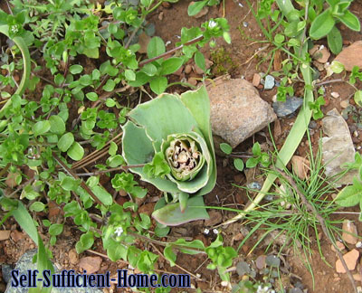 deer-eaten-tulips