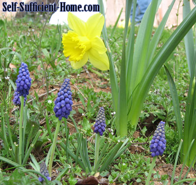 grape-hyacinth-and-daffodil