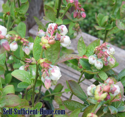 jubilee-blueberry-flowers