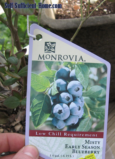 misty-early-season-blueberry