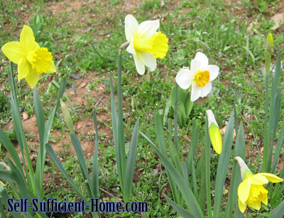 naturalizing-daffodils