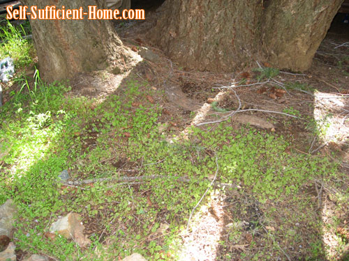 claytonia-miners-lettuce