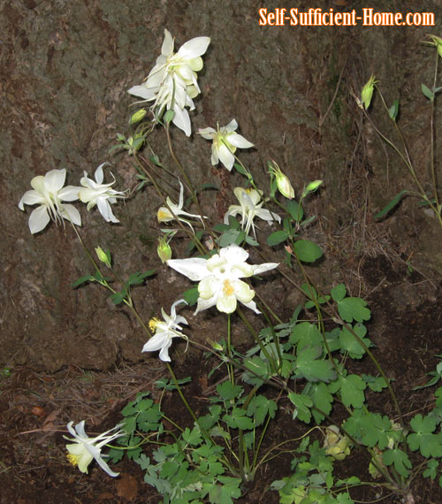 columbine-songbird-bunting