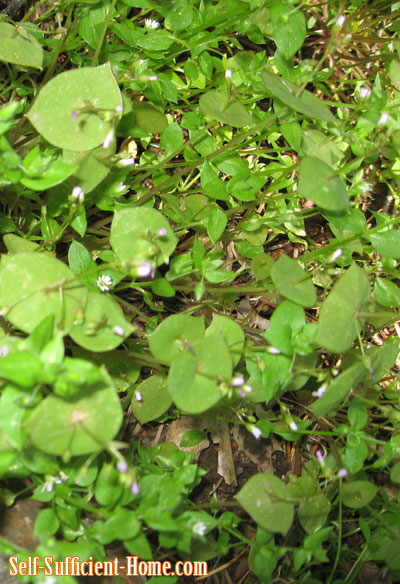 miners-lettuce