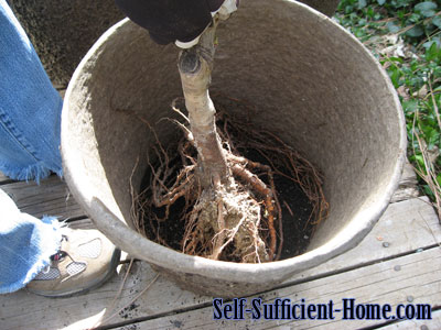 potting-bare-root-tree