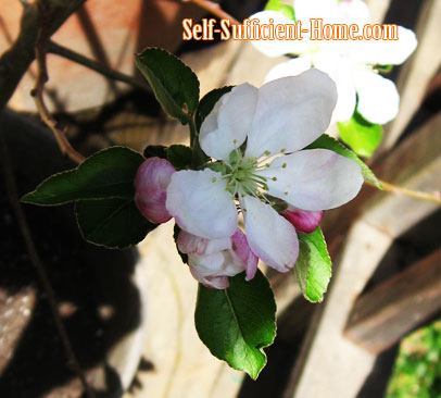 apple-blossom