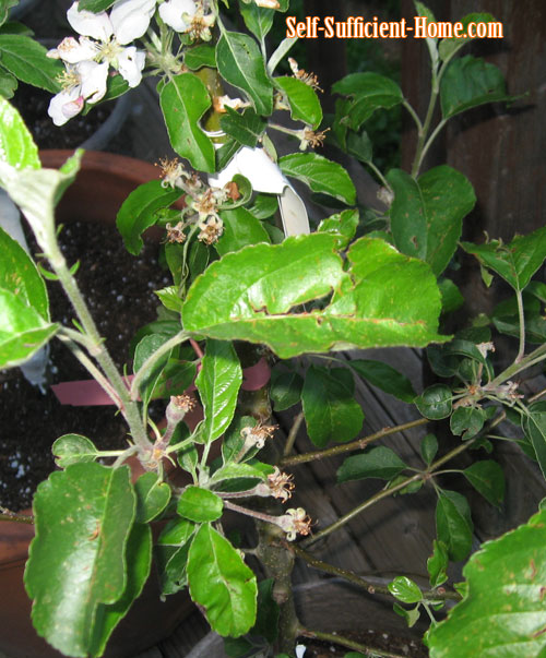 earwig-damage-fruit-tree