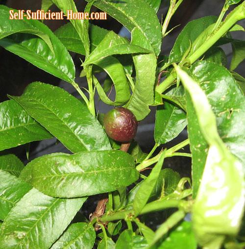 nectarine