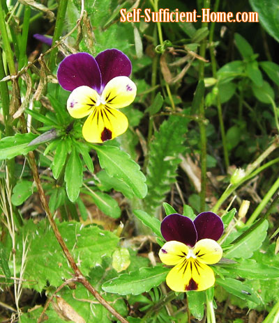 purple-pansies