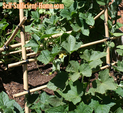 cucumbers-on-trellis