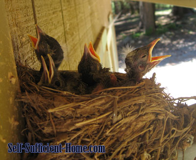 robin-chicks