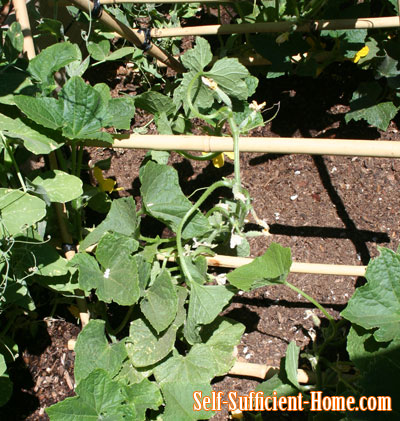 trellising-cucumbers