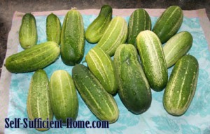 pickling-cucumbers