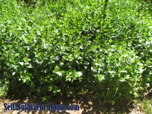 Large-Periwinkle