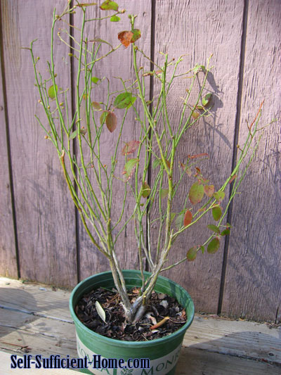 Pruning-Blueberry-bushes