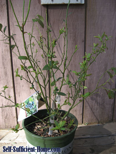 pruning-blueberry-bushes