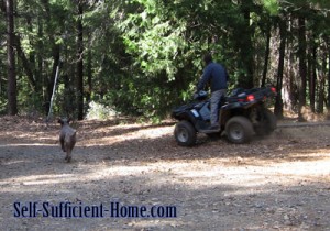 dog-chasing-quad