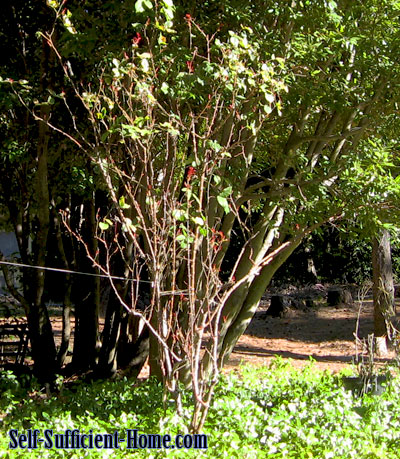 how-to-prune-roses