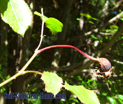 pruning-roses