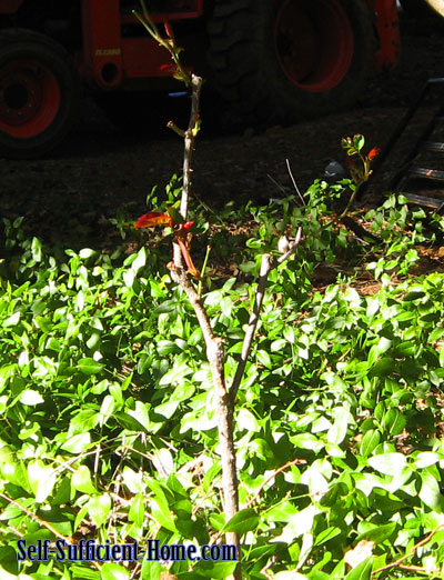 pruning-roses