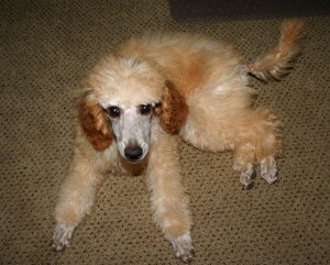 standard-poodle-puppy