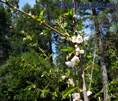 cherry-flowers