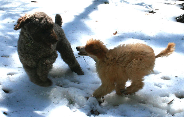 dogs-playing-in-snow