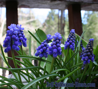 muscari