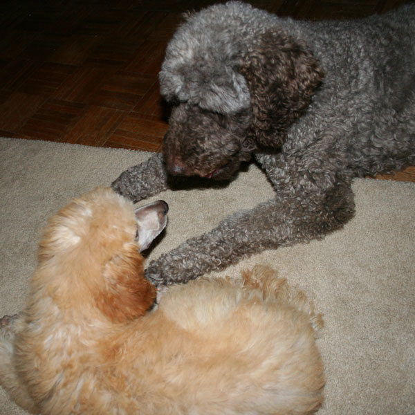 standard-poodle-puppy