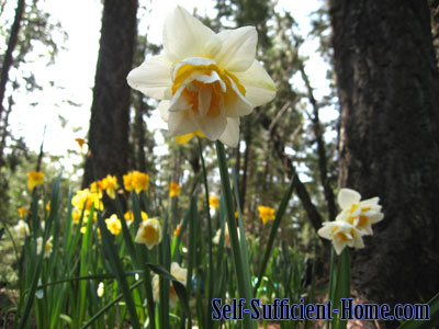 white-daffodils