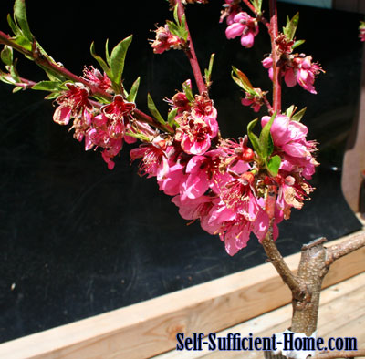 nectarine-tree-in-bloom