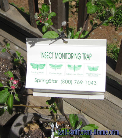 organic-moth-control