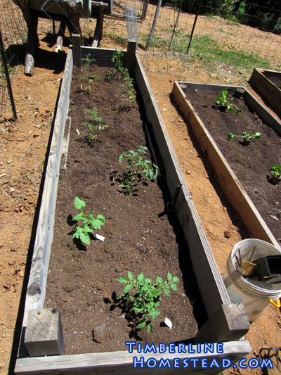 bed-of-tomatoes