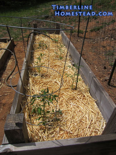 mulching-with-straw