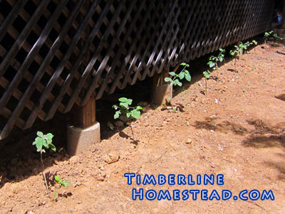 raspberries-on-a-trellis