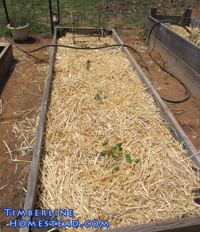 straw-cover-for-garden