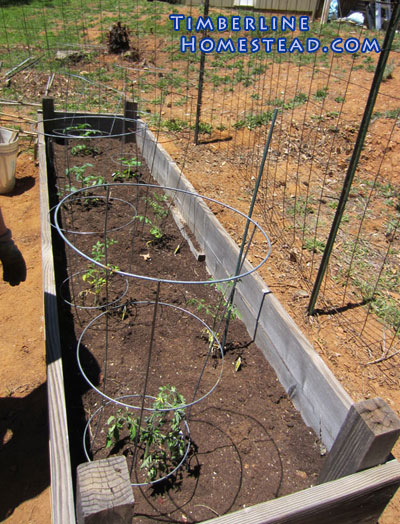 tomato-cages